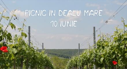 10 iunie | Vizite la crame si picnic in Dealu Mare